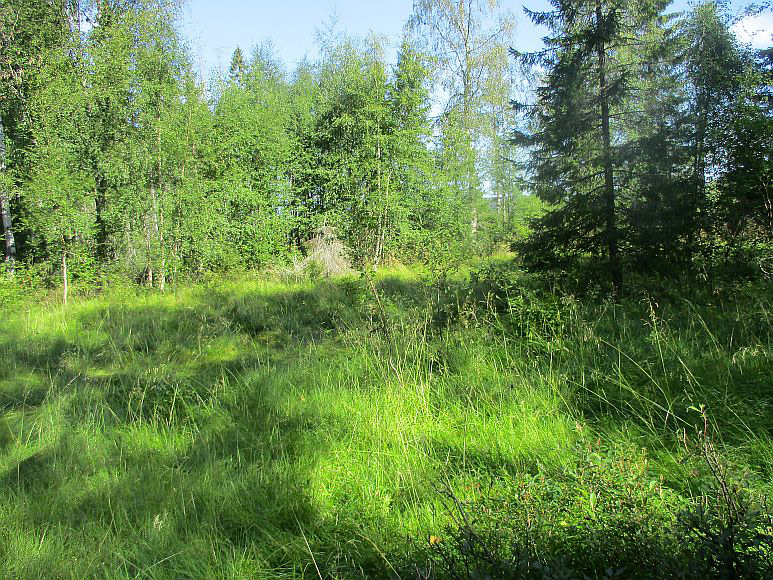 The site of the Genberg family's croft in Rismyra, on the western edge of Röksta